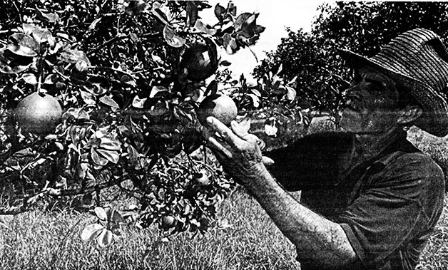 Fruit picking- Cuba's fruit industry is being rebuilt